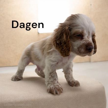 puppy, for, sale, Cocker Spaniel, Joe & Cherri  Overlease, dog, breeder, Miller, MO, dog-breeder, puppy-for-sale, forsale, nearby, find, puppyfind, locator, puppylocator, aca